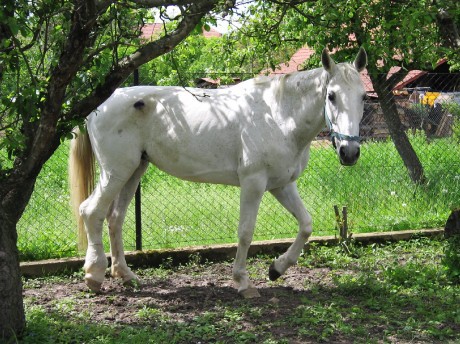 Walinka, má pusinka.jpg